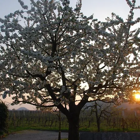 Апартаменты Gartenhaus Am Weinberg Bochingen
