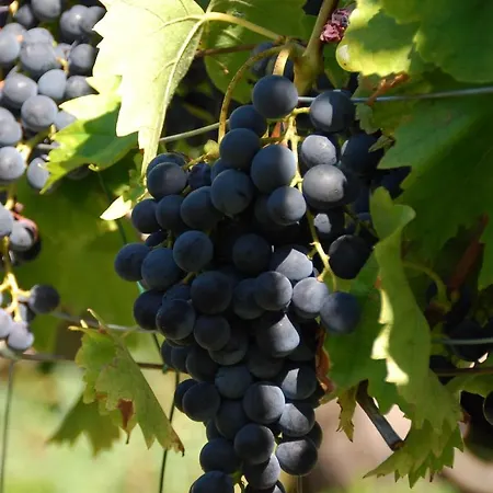 Апартаменты Gartenhaus Am Weinberg