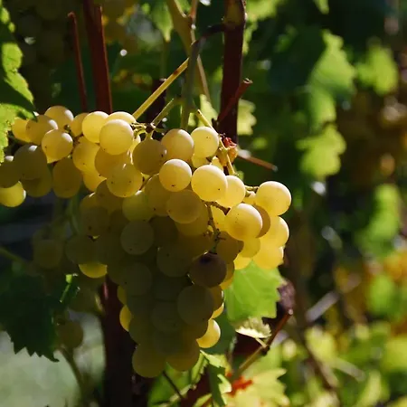 شقة Gartenhaus Am Weinberg Bochingen