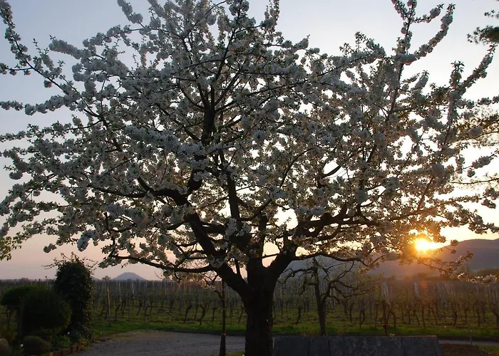 Lejlighed Gartenhaus Am Weinberg Bochingen