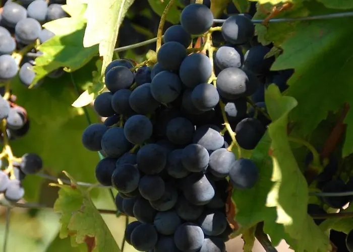 アパート Gartenhaus Am Weinberg