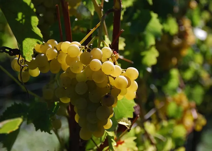 アパート Gartenhaus Am Weinberg Böchingen